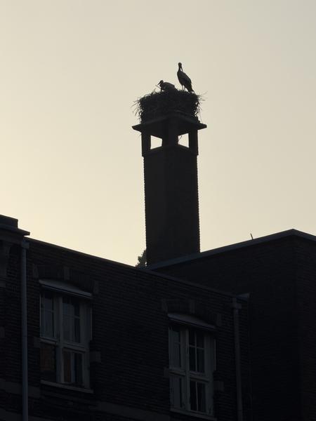 This photo captures a serene moment at Valckenierstraat, Weesperbuurt, Amsterdam, where two storks are silhouetted against a soft sky, perched on their large nest atop a tall chimney